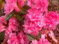 Autumn Carnation Azalea / Rhododendron 